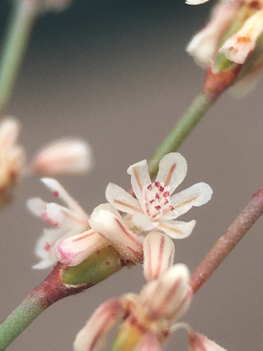 Eriogonum baileyi