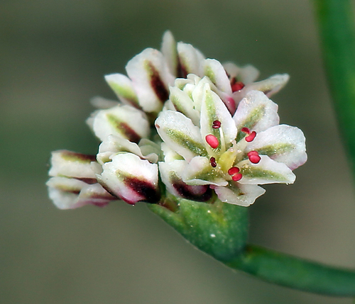 Eriogonum cernuum (Nodding buckwheat) — photo