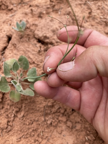 Eriogonum cernuum (Nodding buckwheat) — photo