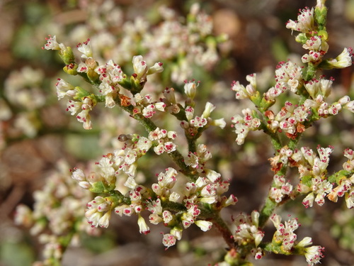 Eriogonum corymbosum (Crispleaf buckwheat) — photo
