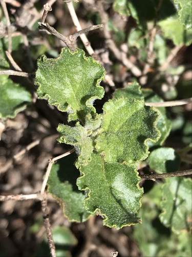 Eriogonum corymbosum (Crispleaf buckwheat) — photo