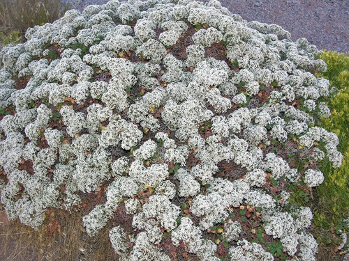 Eriogonum corymbosum