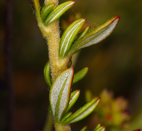 Eriogonum fasciculatum (Cailfornia buckwheat) — photo