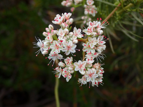 Eriogonum fasciculatum (Cailfornia buckwheat) — photo