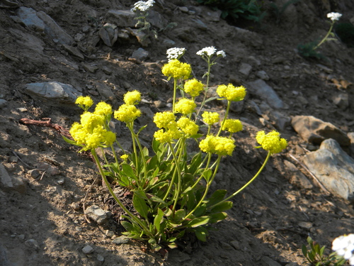 Eriogonum flavum (Yellow eriogonum) — photo