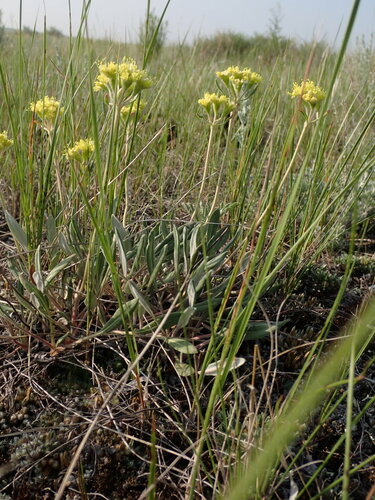 Eriogonum flavum (Yellow eriogonum) — photo
