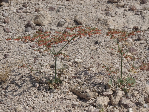 Eriogonum hookeri (Hooker's buckwheat) — photo