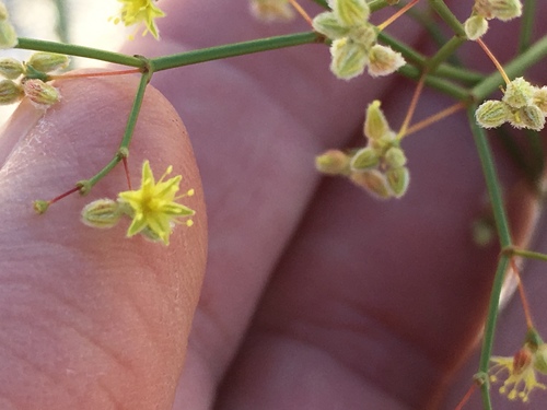 Eriogonum inflatum (American pipeweed) — photo