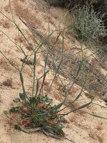 Eriogonum inflatum (American pipeweed) — photo