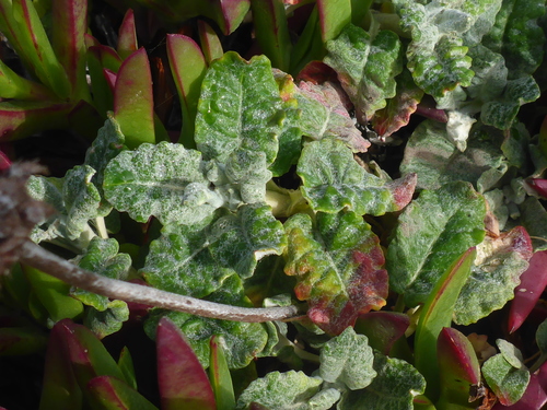 Eriogonum latifolium (Seaside buckwheat) — photo