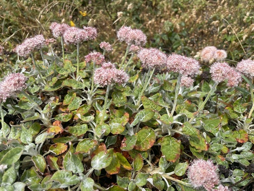 Eriogonum latifolium (Seaside buckwheat) — photo