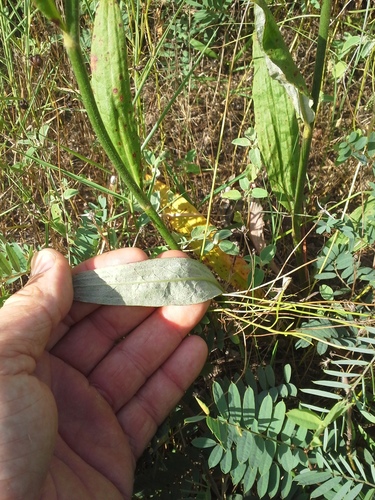Eriogonum longifolium (Longleaf buckwheat) — photo
