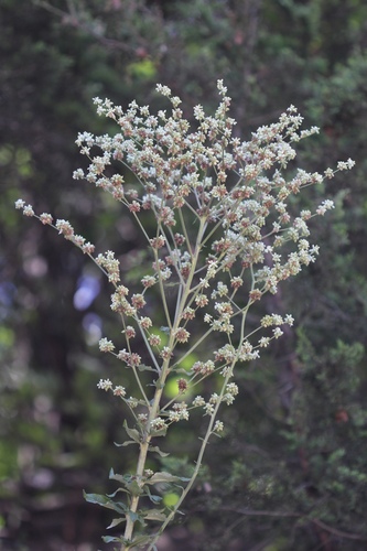 Eriogonum longifolium