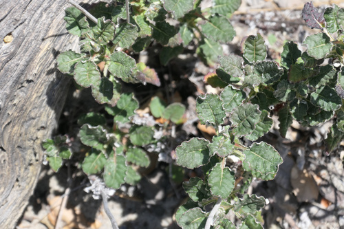 Eriogonum nudum var. oblongifolium (Naked buckwheat) — photo