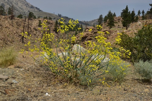Eriogonum nudum var. oblongifolium (Naked buckwheat) — photo