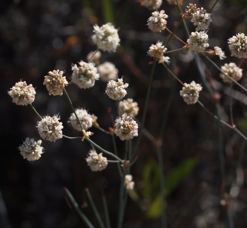 Eriogonum nudum var. oblongifolium