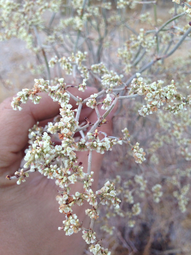 Eriogonum plumatella (Yucca buckwheat) — photo
