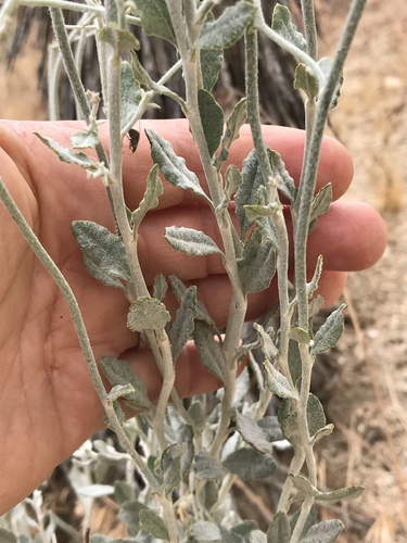 Eriogonum plumatella (Yucca buckwheat) — photo
