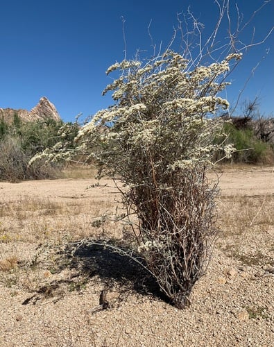 Eriogonum plumatella
