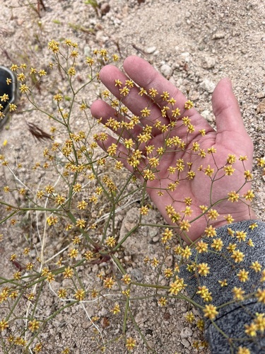 Eriogonum pusillum (Yellowturbans) — photo
