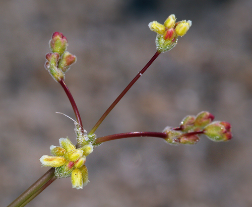 Eriogonum pusillum (Yellowturbans) — photo