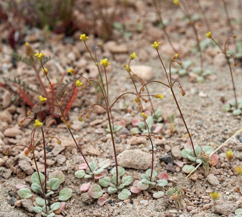 Eriogonum pusillum