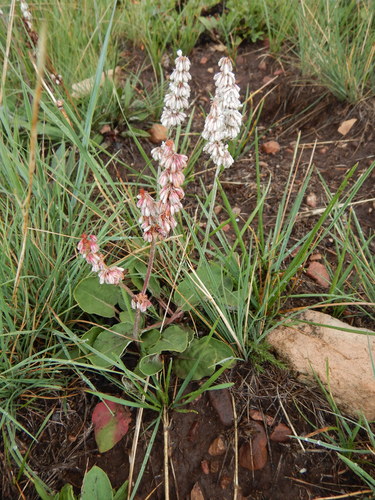 Eriogonum racemosum (Redroot buckwheat) — photo