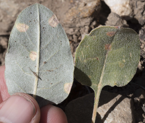 Eriogonum racemosum (Redroot buckwheat) — photo