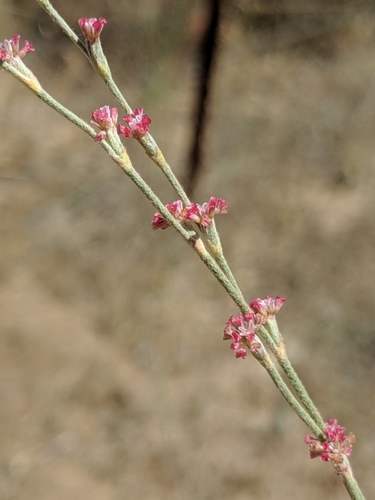 Eriogonum roseum (Wand buckwheat) — photo