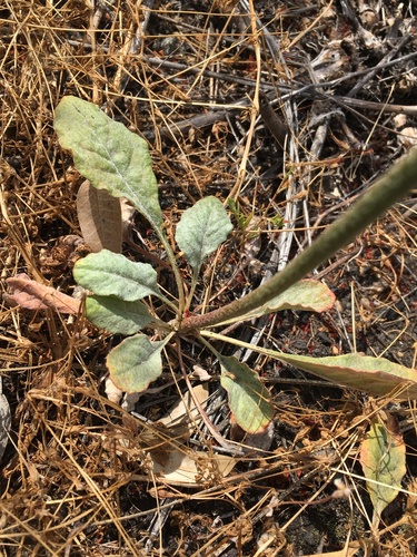 Eriogonum roseum (Wand buckwheat) — photo