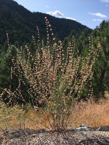 Eriogonum roseum