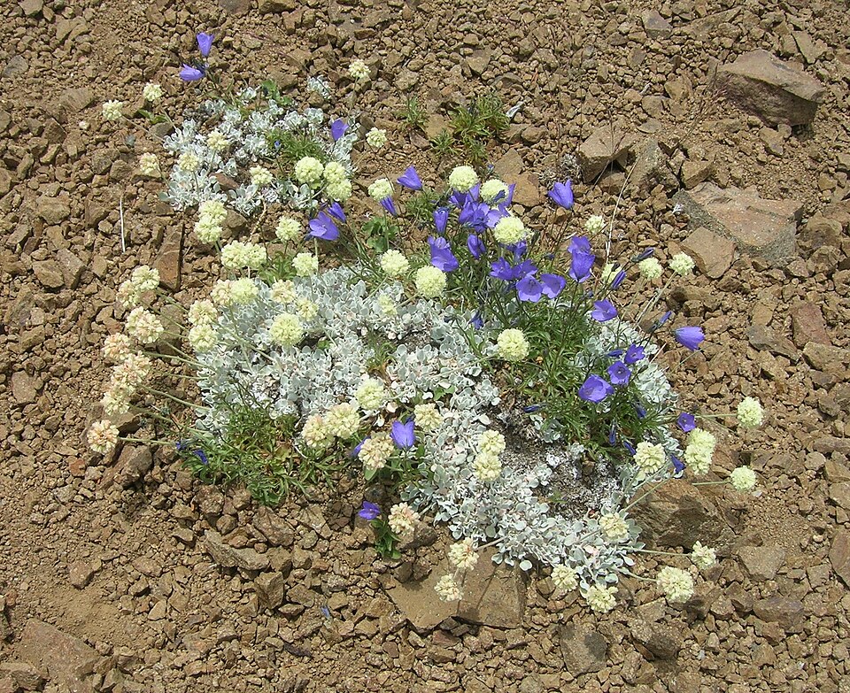 Eriogonum rotundifolium