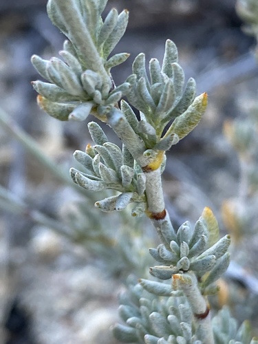 Eriogonum wrightii (Bastardsage) — photo