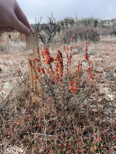 Eriogonum wrightii (Bastardsage) — photo