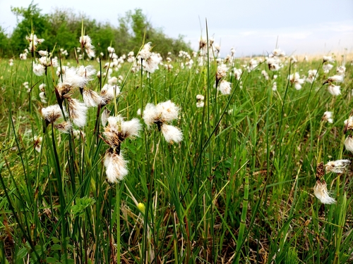 Eriophorum angustifolium (Tall Cotton grass) — photo