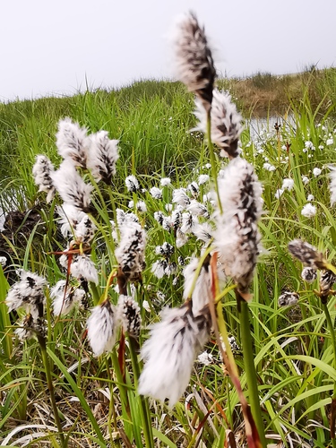 Eriophorum angustifolium (Tall Cotton grass) — photo