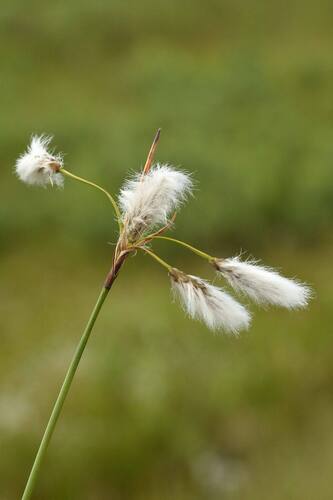 Eriophorum angustifolium