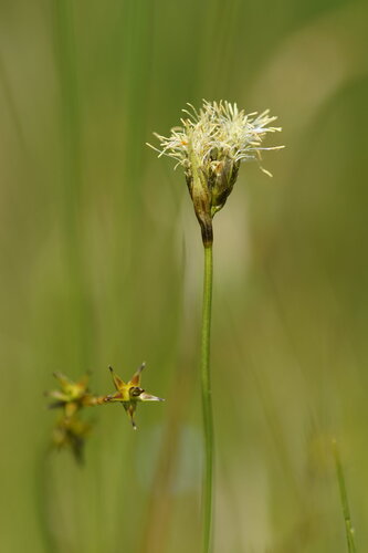 Eriophorum gracile (Cotton grass) — photo