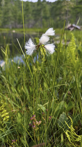 Eriophorum gracile