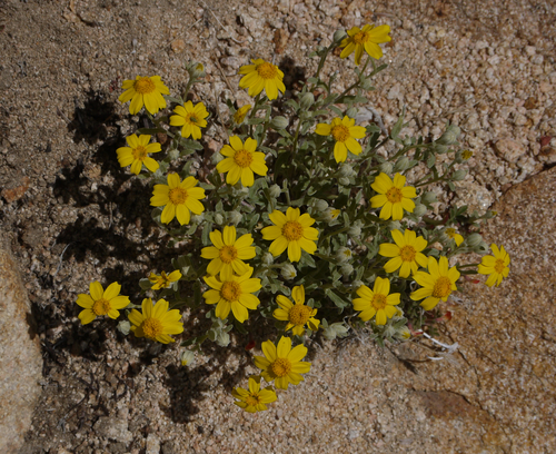 Eriophyllum ambiguum (Beautiful woollysunflower) — photo