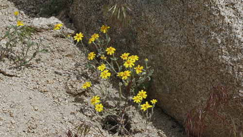 Eriophyllum ambiguum (Beautiful woollysunflower) — photo