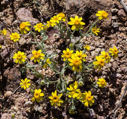 Eriophyllum ambiguum