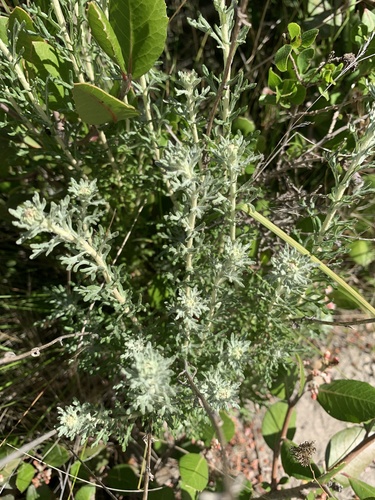 Eriophyllum confertiflorum (Yellow yarrow) — photo