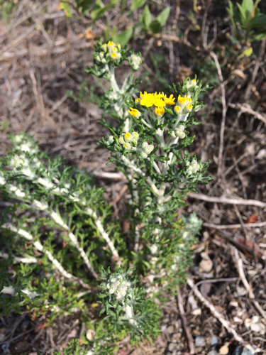 Eriophyllum confertiflorum (Yellow yarrow) — photo