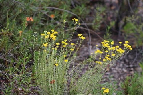 Eriophyllum confertiflorum