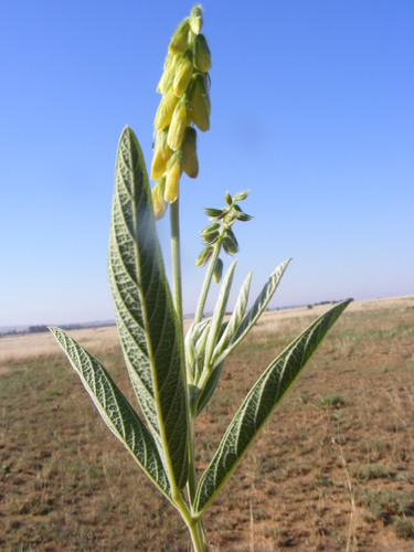 Eriosema burkei var. burkei — photo