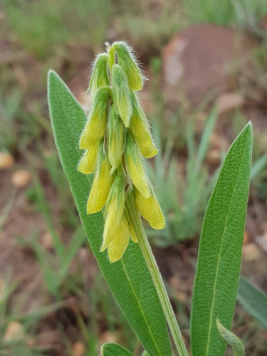 Eriosema burkei var. burkei — photo