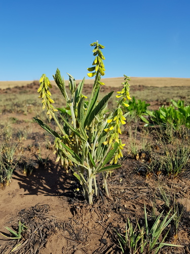 Eriosema burkei var. burkei