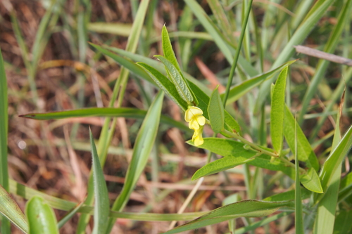 Eriosema chinense
