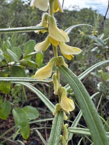 Eriosema chinense (Bush potato) — photo